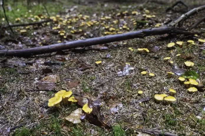 Un tapis de girolles dans un sous-bois en Limousin